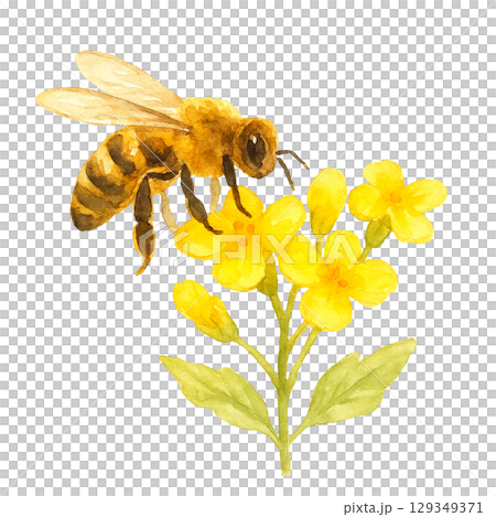 水彩シリーズ：花の上にとまっている蜂 129349371