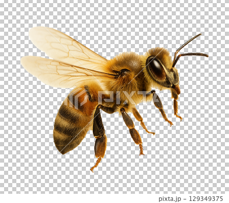 Realistic bee material 129349375