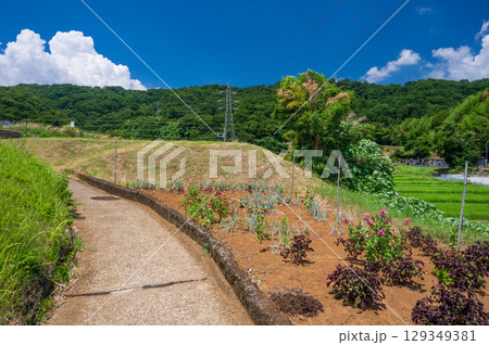 北矢名の農村風景　真夏の原風景 129349381