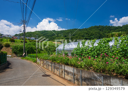 北矢名の長閑な農村風景 鶴巻温泉 弘法山 北矢名の長閑な農村風景 鶴巻温泉 弘法山 129349579