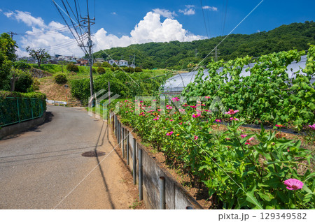 北矢名の長閑な農村風景 鶴巻温泉 弘法山 北矢名の長閑な農村風景 鶴巻温泉 弘法山 129349582