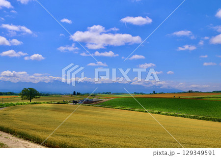 セブンスターの木（北海道・上川郡美瑛町） 129349591