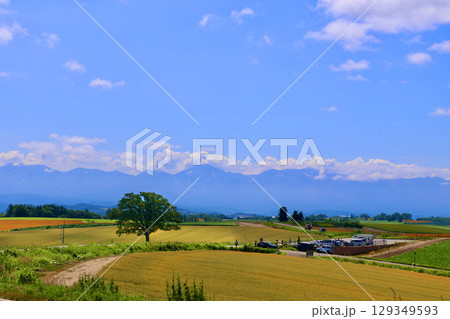 セブンスターの木（北海道・上川郡美瑛町） 129349593