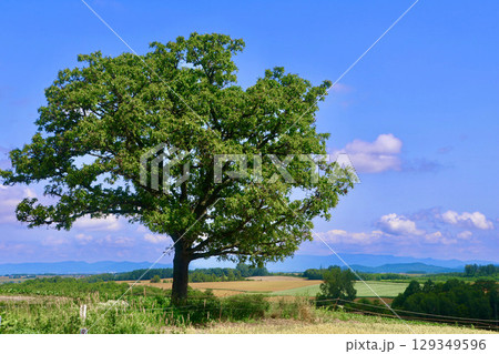 セブンスターの木（北海道・上川郡美瑛町） 129349596