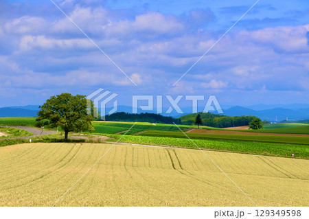 セブンスターの木（北海道・上川郡美瑛町） 129349598