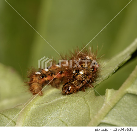Close up of a tussock caterpillar from a moth butterfly on a large leaf 129349639