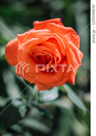Vibrant orange rose blooms in a lush garden setting with beautiful green foliage 129349830