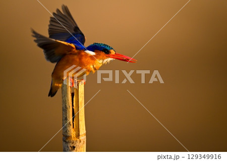 Malachite kingfisher on bamboo post flutters wings Malachite kingfisher on bamboo post flutters wings 129349916