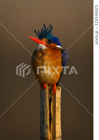 Malachite kingfisher on bamboo post lifting beak Malachite kingfisher on bamboo post lifting beak 129349925