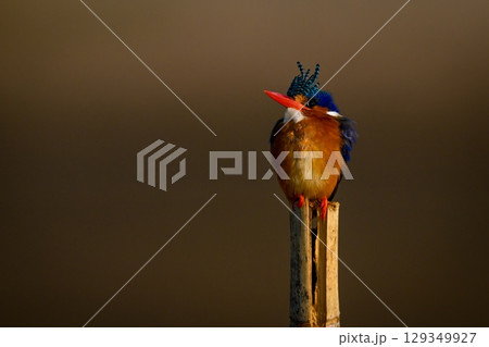 Malachite kingfisher on bamboo post lifts bill 129349927