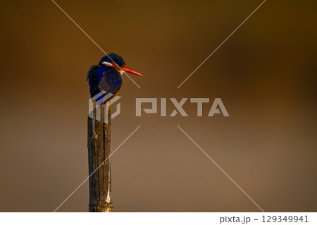 Malachite kingfisher on bamboo post turning head Malachite kingfisher on bamboo post turning head 129349941