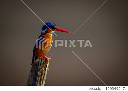 Malachite kingfisher on cracked pole facing right 129349947