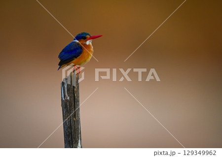 Malachite kingfisher on cracked post looking up 129349962