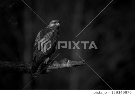 Mono common buzzard with catchlight on branch Mono common buzzard with catchlight on branch 129349970