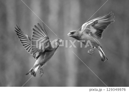 Mono greenfinches fight in mid-air in forest 129349976