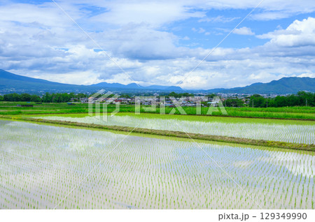 【五郎兵衛新田】田植えされた水田【佐久市】 【五郎兵衛新田】田植えされた水田【佐久市】 129349990