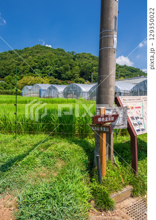 弘法山・吾妻山ふもとの農村風景 129350022