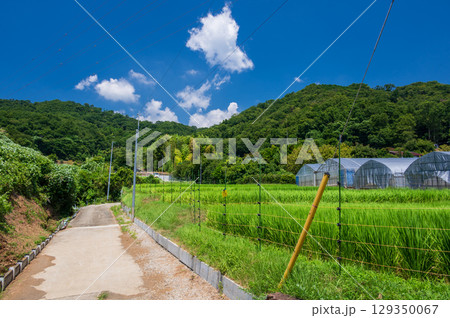 弘法山・吾妻山ふもとの農村風景 129350067