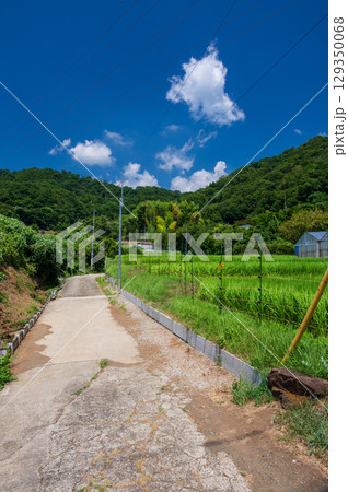 弘法山・吾妻山ふもとの農村風景 129350068