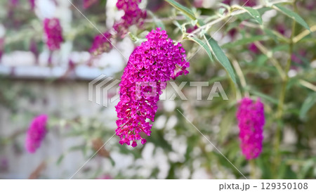 Close up of vibrant magenta butterfly bush flowers in full bloom. Pollinator habitat, biodiversity, garden ecology, flowering plants 129350108