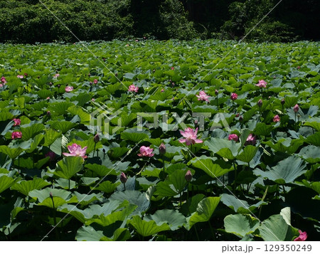 親沢池親水公園のハス池 親沢池親水公園のハス池 129350249