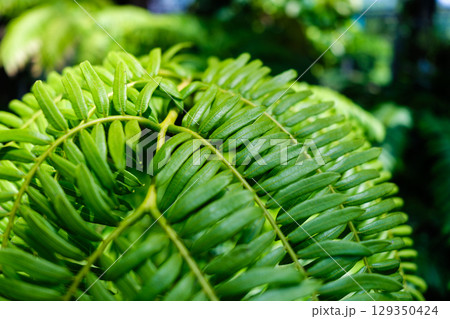 植物園で見つけた光景 129350424