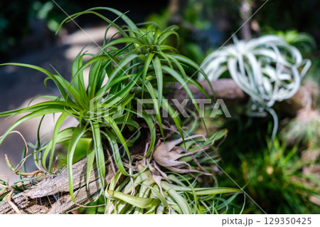 植物園で見つけた光景 129350425