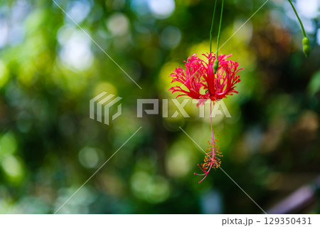植物園で見つけた光景 植物園で見つけた光景 129350431