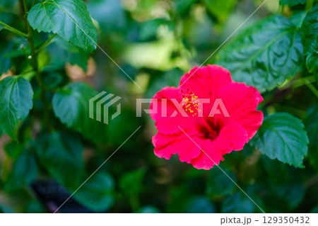 植物園で見つけた光景 129350432