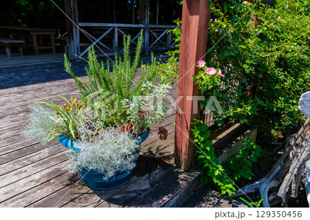 植物園で見つけた光景 植物園で見つけた光景 129350456