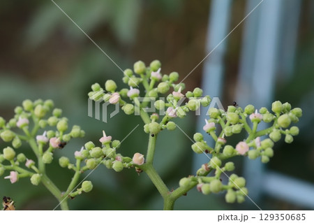 夏の野原に蔓延るヤブガラシの小さなピンク色の花 129350685