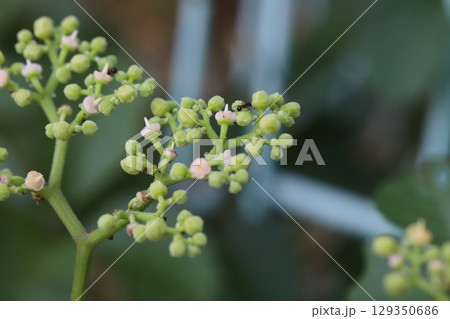 夏の野原に蔓延るヤブガラシの小さなピンク色の花 129350686
