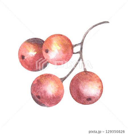 Red berries on a branch. Hand-painted watercolor illustration isolated on white background. Ideal for winter recipes, holiday decor, festive drinks, Christmas cards, packaging, cozy, rustic designs 129350826
