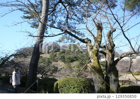 日本 ジャパン 日本国 129350850