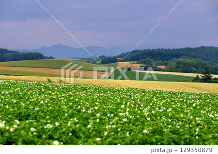 パッチワークの路（北海道・上川郡美瑛町） 129350879