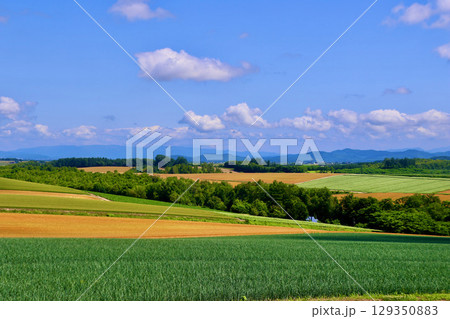 パッチワークの路（北海道・上川郡美瑛町） 129350883