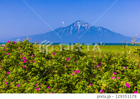 【北海道_稚内市_浜勇知園地】日本海に浮かぶ利尻富士を眺望 6月 7月 129351178