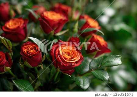 Vibrant red and orange roses in natural light 129351573