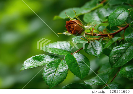 Delicate rosebud emerging through lush green foliage in spring 129351699
