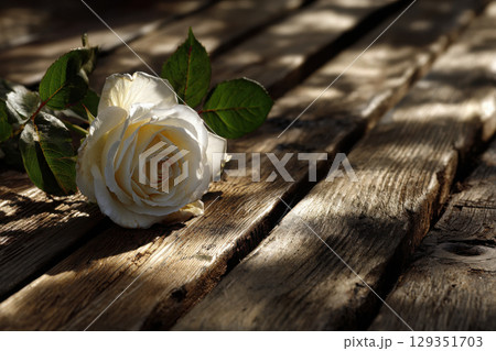 Single white rose resting on aged wooden surface with shadows 129351703
