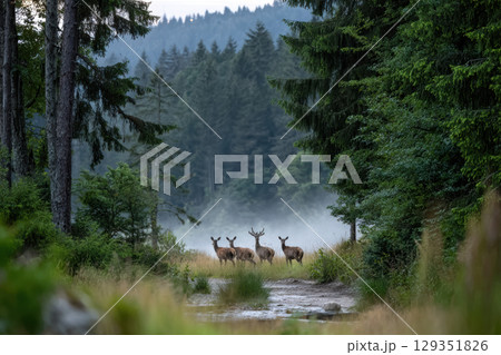 Family of deer grazes in a misty forest clearing at dawn 129351826