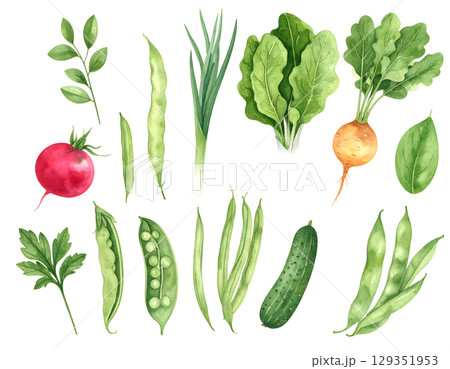 Watercolor Greenery Fresh Vegetable Collection 129351953