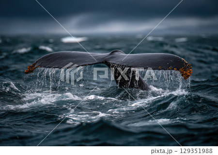 Whale tail splashing in dynamic ocean waters Whale tail splashing in dynamic ocean waters 129351988
