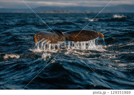 Whale tail splashes dramatically in ocean waters 129351989