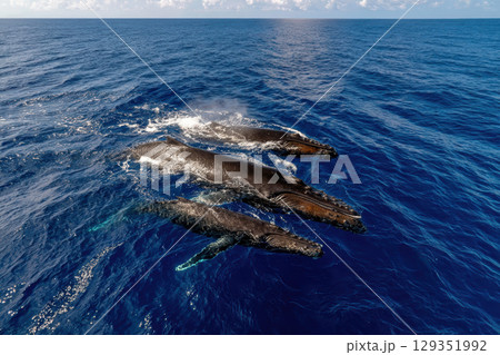 Whales swimming in formation near ocean surface in clear water 129351992