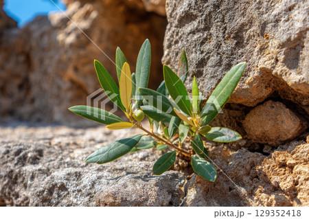 Close-up of olive tree bark with small shoots growing 129352418