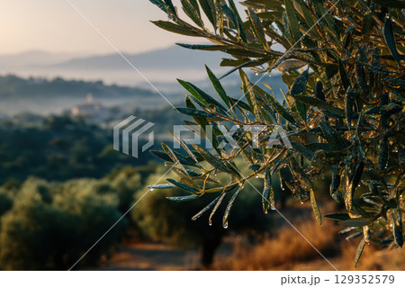 Olive tree leaves glisten with morning dew in early sunlight 129352579