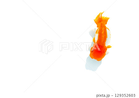 金魚　らんちゅう 129352603
