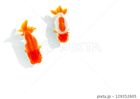 金魚　らんちゅう 129352605