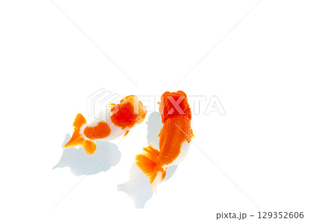 金魚　らんちゅう 129352606